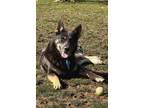 Adopt Max a Black German Shepherd Dog / Mixed Breed (Medium) / Mixed (short