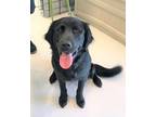 Adopt Chris a Black Flat-Coated Retriever / Mixed dog in Mt.