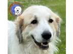 Adopt Laney a White Great Pyrenees / Mixed dog in Portland, OR (40350447)