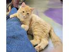 Adopt Marvelous Max a Orange or Red Tabby Domestic Mediumhair (medium coat) cat