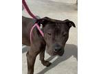 Adopt ERNIE a Brown/Chocolate American Pit Bull Terrier / Mixed Breed (Medium) /