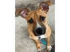Adopt Mango a Brown/Chocolate - with White Black Mouth Cur dog in Dallas