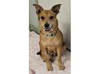 Adopt Nessa a Tan/Yellow/Fawn Carolina Dog / Mixed dog in Melrose, FL (40900607)