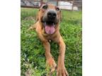 Adopt Dixie a Tan/Yellow/Fawn Samoyed / Black Mouth Cur / Mixed (short coat) dog