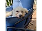 Adopt Macy a White Poodle (Standard) / Bichon Frise dog in GREENLAWN