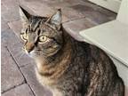 Adopt Dahlia a Brown Tabby Domestic Shorthair / Mixed (short coat) cat in