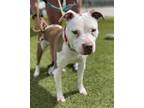 Adopt SAPHIRE a White Mixed Breed (Small) / Mixed Breed (Medium) / Mixed (short