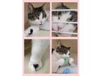 Adopt Lana a Brown Tabby Domestic Shorthair / Mixed cat in Phillipsburg