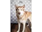 Adopt Eska a Red/Golden/Orange/Chestnut - with White Siberian Husky dog in