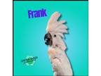 Adopt Frank a Cockatoo bird in Troy, VA (40790207)