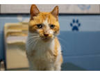 Adopt Jasper a Orange or Red Domestic Shorthair / Mixed Breed (Medium) / Mixed