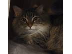 Adopt Rosetta HalfTail a Brown Tabby Domestic Mediumhair (medium coat) cat in