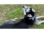 Adopt Apollo a Black - with White Siberian Husky / Mixed dog in Inverness