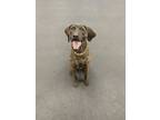 Adopt Bucky a White Plott Hound / Mixed dog in Little Chute, WI (40890128)
