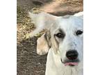 Adopt Misty a White - with Gray or Silver Great Pyrenees / Anatolian Shepherd