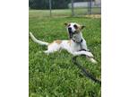 Adopt Kona a Retriever (Unknown Type) / Jack Russell Terrier / Mixed dog in