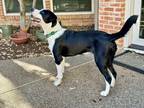Adopt Charlie a Black - with White Border Collie / Australian Shepherd / Mixed