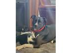 Adopt Daisy a Black - with White Boxer / Pit Bull Terrier / Mixed dog in