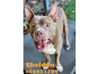 Adopt Sheldon - Stray a Brown/Chocolate American Pit Bull Terrier / Mixed Breed