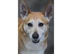 Adopt Ezra a White - with Tan, Yellow or Fawn Corgi / Mixed dog in Barnwell