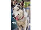 Adopt Kira a Black - with White Husky / Mixed dog in San Ysidro, CA (40987536)