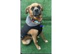 Adopt Luka a Tan/Yellow/Fawn - with Black Puggle / Boxer / Mixed dog in San