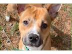 Adopt Marvel a Tan/Yellow/Fawn - with White American Pit Bull Terrier / Mixed