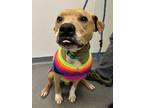 Adopt Socks a Brown/Chocolate American Pit Bull Terrier / Mixed Breed (Medium) /