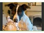 Adopt Pete a Black - with White Border Collie / Mixed Breed (Medium) / Mixed dog
