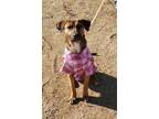 Adopt Lilly (AKA Christmas) a Brown/Chocolate - with Black Black Mouth Cur /