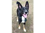 Adopt Sassy a Black German Shepherd Dog / Husky / Mixed (medium coat) dog in Mt.