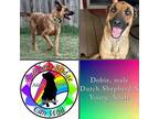 Adopt Dobie a Tan/Yellow/Fawn - with Black Belgian Malinois / Dutch Shepherd /