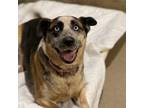 Adopt Jade a Tan/Yellow/Fawn Australian Cattle Dog / Mixed Breed (Medium) /