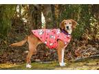 Adopt Praline a Black Hound (Unknown Type) / Mixed Breed (Medium) / Mixed (short