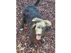 Adopt Hank a Black American Eskimo Dog / Border Collie / Mixed (short coat) dog