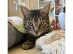Adopt Dracula a Brown Tabby Domestic Shorthair / Mixed Breed (Medium) / Mixed