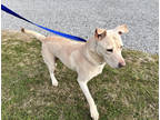 Adopt Jan (HW+) a White Labrador Retriever / Mixed Breed (Medium) / Mixed (short