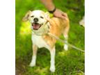 Adopt Benny a Beagle / Mixed dog in McKinney, TX (40844026)