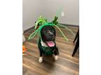 Adopt Drew a Black Mixed Breed (Small) / Mixed Breed (Medium) / Mixed (short