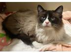 Adopt Gomez a Siamese / Mixed (short coat) cat in Buford, GA (40985130)