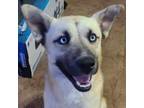 Adopt Buster a Tan/Yellow/Fawn Husky / Mixed dog in Marion, NC (40985094)