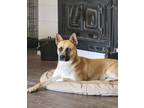 Adopt River a Tricolor (Tan/Brown & Black & White) Akita / Blue Heeler / Mixed