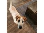 Adopt Petey a White - with Red, Golden, Orange or Chestnut Blue Heeler / Mutt /