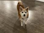 Adopt Rosie a Red/Golden/Orange/Chestnut - with White Shiba Inu / Mixed dog in