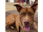Adopt Maverick a Brindle Pit Bull Terrier / Mountain Cur / Mixed dog in Marion