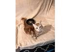 Adopt Sasha a Spotted Tabby/Leopard Spotted Egyptian Mau (long coat) cat in
