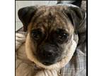 Adopt Tootsie a Brindle Pug / Mixed Breed (Medium) dog in Huntington