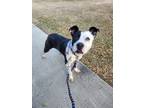 Adopt Benny a Black - with White Pit Bull Terrier / Border Collie / Mixed dog in