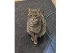 Adopt Willow a Gray, Blue or Silver Tabby Domestic Mediumhair / Mixed (medium