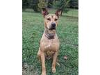 Adopt Monet a Red/Golden/Orange/Chestnut Thai Ridgeback / Shar Pei / Mixed dog